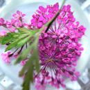 Dried Flowers Nail Art