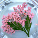 Dried Flowers Nail Art