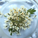 Dried Flowers Nail Art