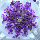 Fiori secchi Nail Art